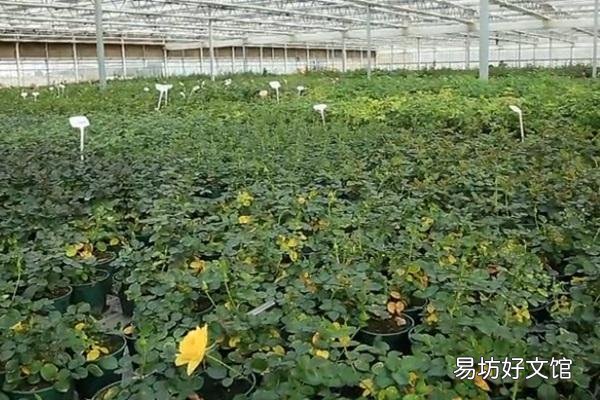 黄叶一遍绿可以当肥用吗?