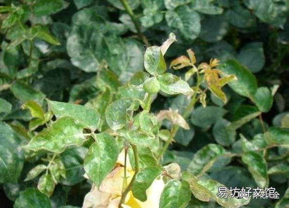 黄叶一遍绿可以当肥用吗?