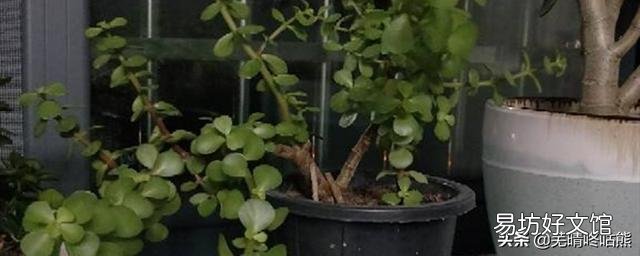 家里的盆景金枝玉叶开花了，要不要剪掉？有什么讲究？