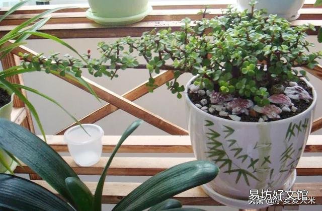 家里的盆景金枝玉叶开花了，要不要剪掉？有什么讲究？