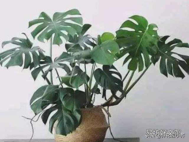 你知道养在室内的花为什么难活吗?