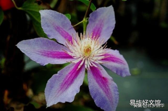 你知道养在室内的花为什么难活吗?
