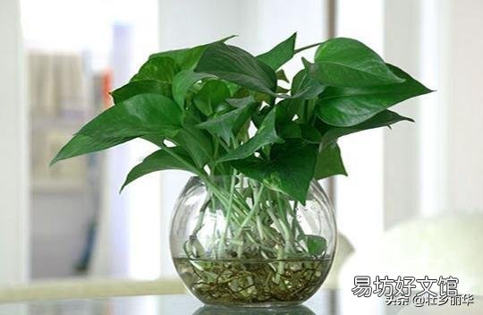 你知道养在室内的花为什么难活吗?