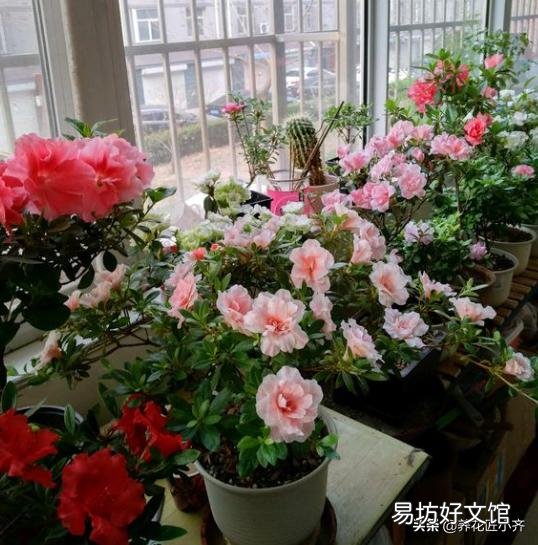 你知道养在室内的花为什么难活吗?