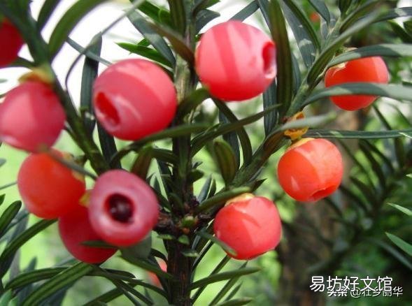 你知道养在室内的花为什么难活吗?