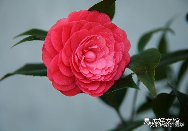 你知道养在室内的花为什么难活吗?