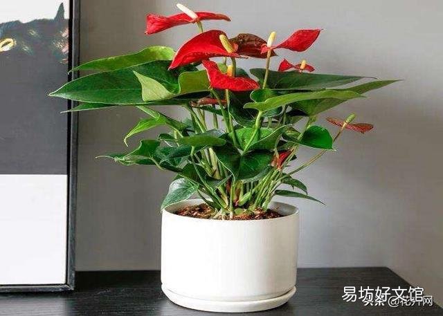 你知道养在室内的花为什么难活吗?