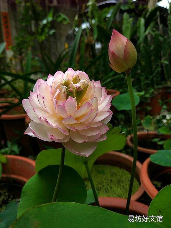 碗莲种下后多久发芽,开花?
