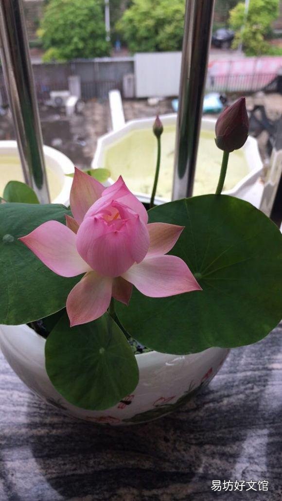 碗莲种下后多久发芽,开花?