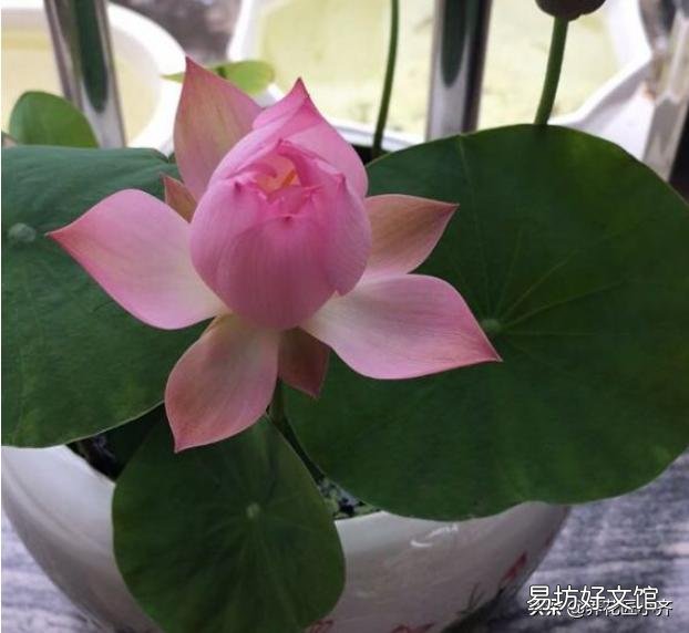 碗莲种下后多久发芽,开花?