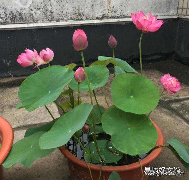 碗莲种下后多久发芽,开花?