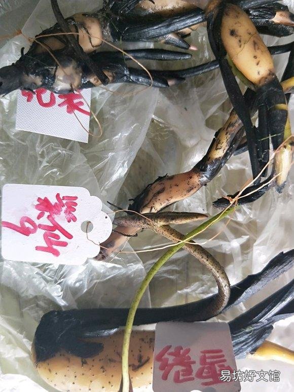 碗莲种下后多久发芽,开花?