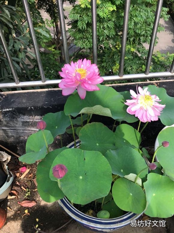 碗莲种下后多久发芽,开花?