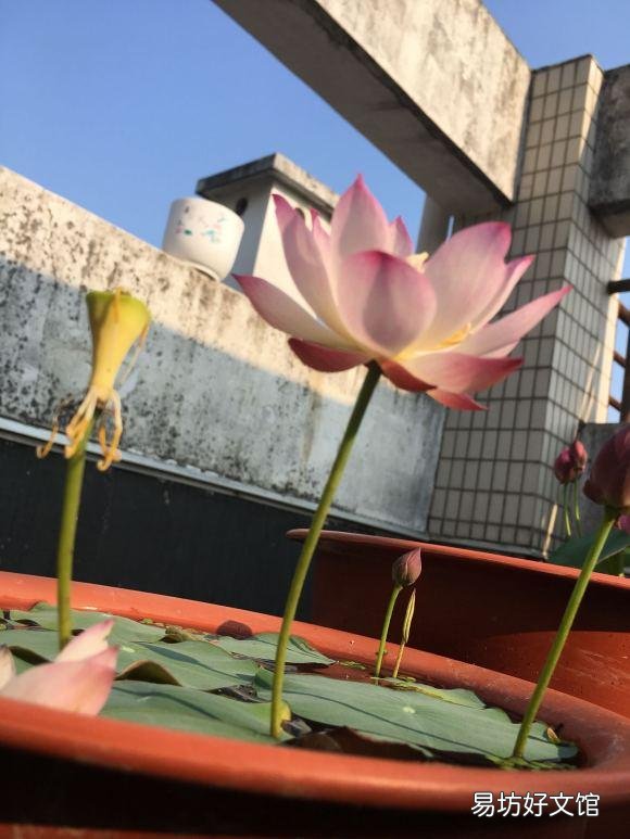 碗莲种下后多久发芽,开花?