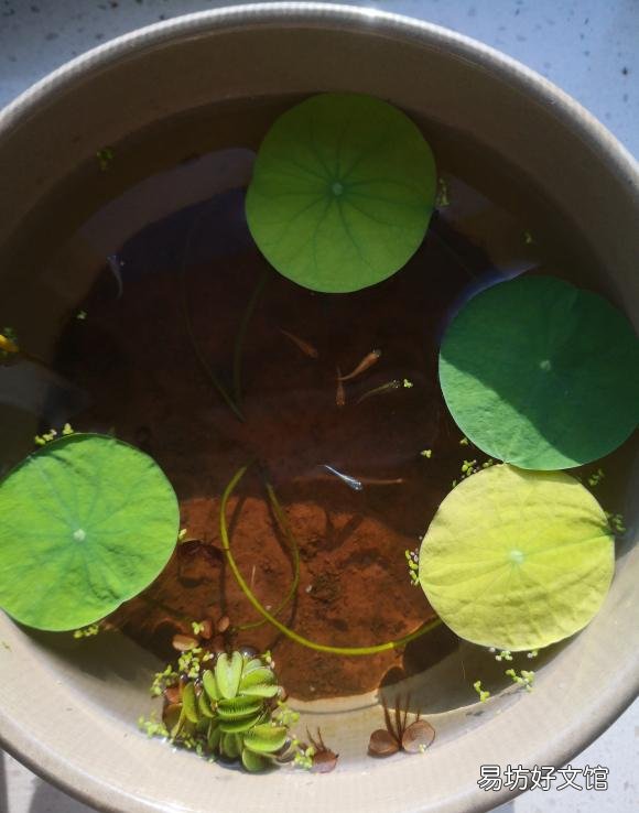 碗莲种下后多久发芽,开花?