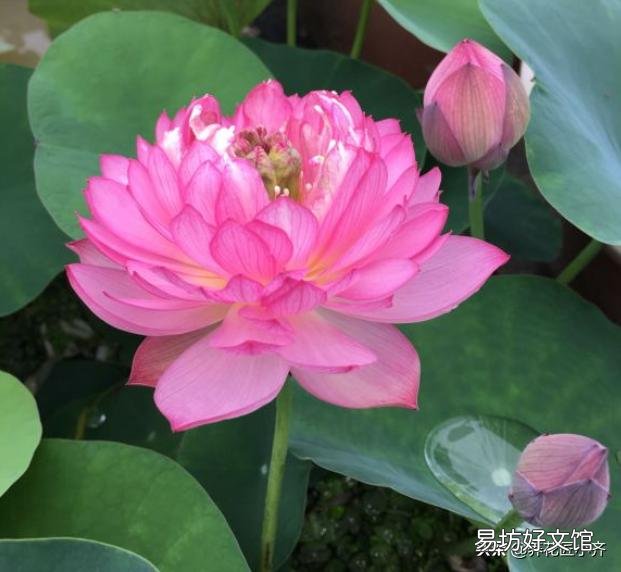 碗莲种下后多久发芽,开花?