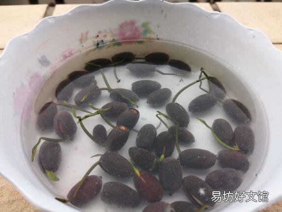 碗莲种下后多久发芽,开花?