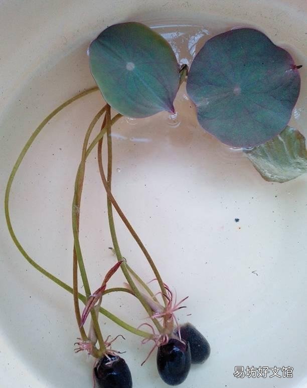 碗莲种下后多久发芽,开花?