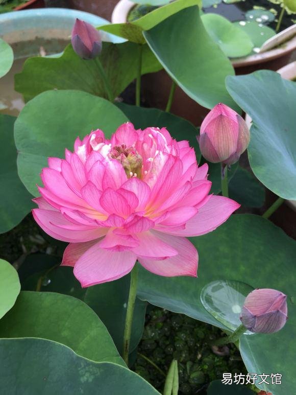 碗莲种下后多久发芽,开花?