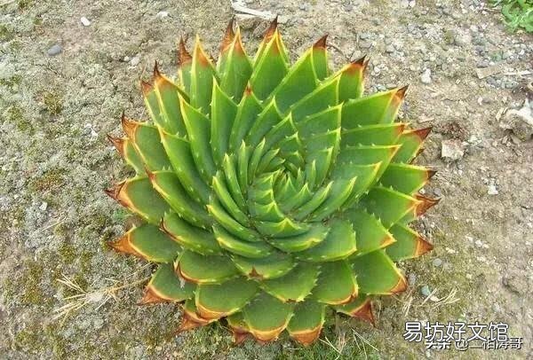 多叶芦荟长的发白了,是怎么回事?