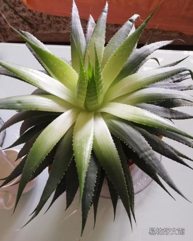 多叶芦荟长的发白了,是怎么回事?
