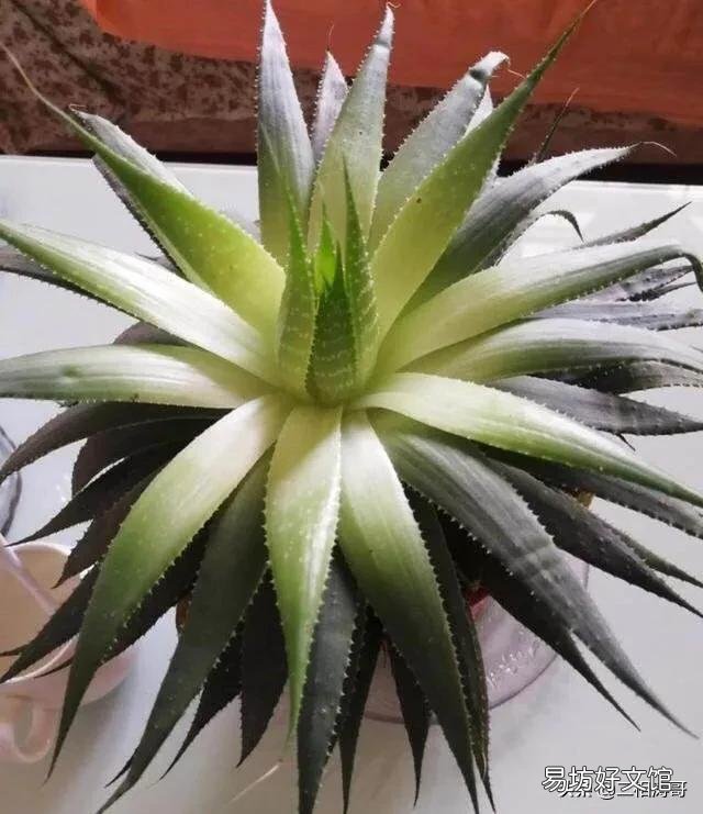 多叶芦荟长的发白了,是怎么回事?