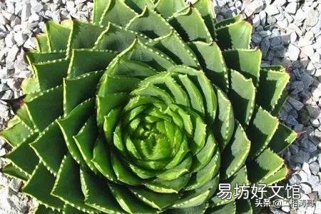 多叶芦荟长的发白了,是怎么回事?