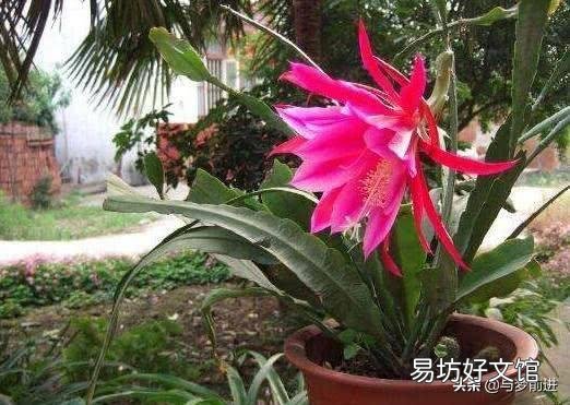 令箭叶片开花时发蔫怎么回事?