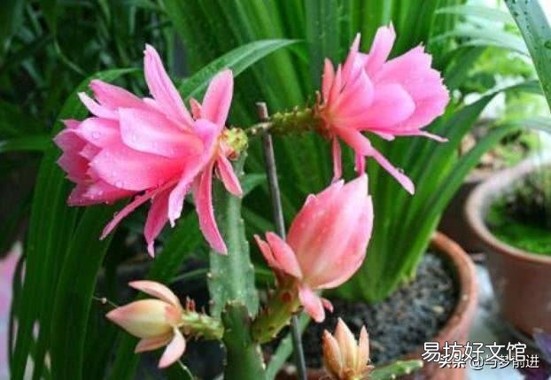 令箭叶片开花时发蔫怎么回事?