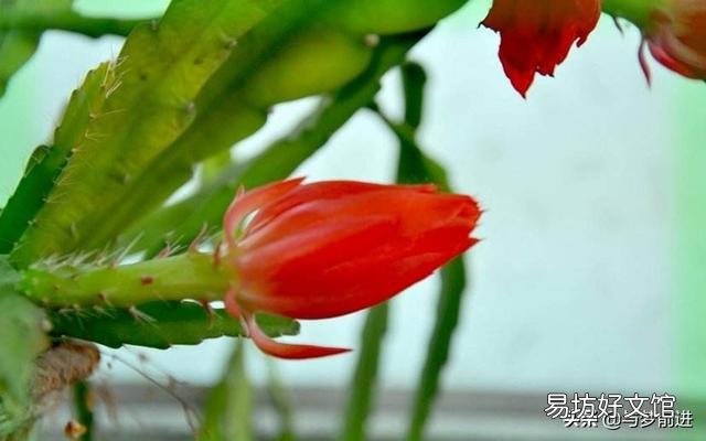 令箭叶片开花时发蔫怎么回事?