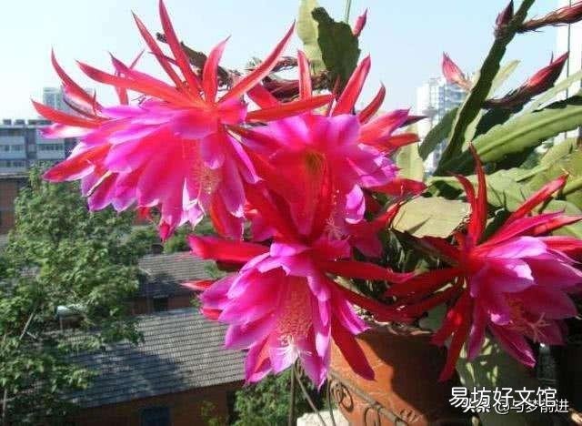 令箭叶片开花时发蔫怎么回事?