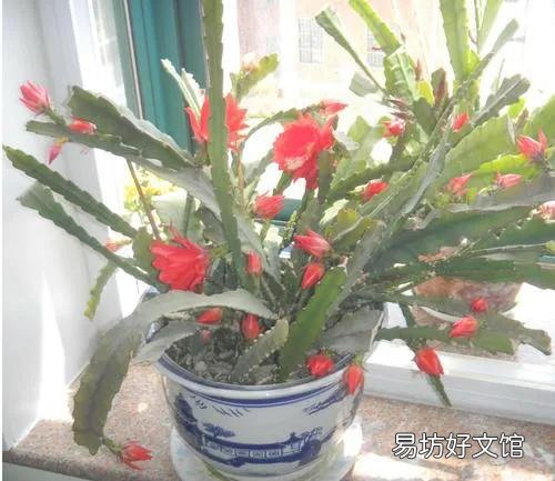 令箭叶片开花时发蔫怎么回事?