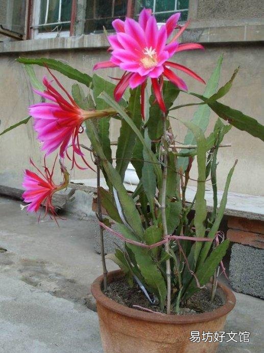 令箭叶片开花时发蔫怎么回事?