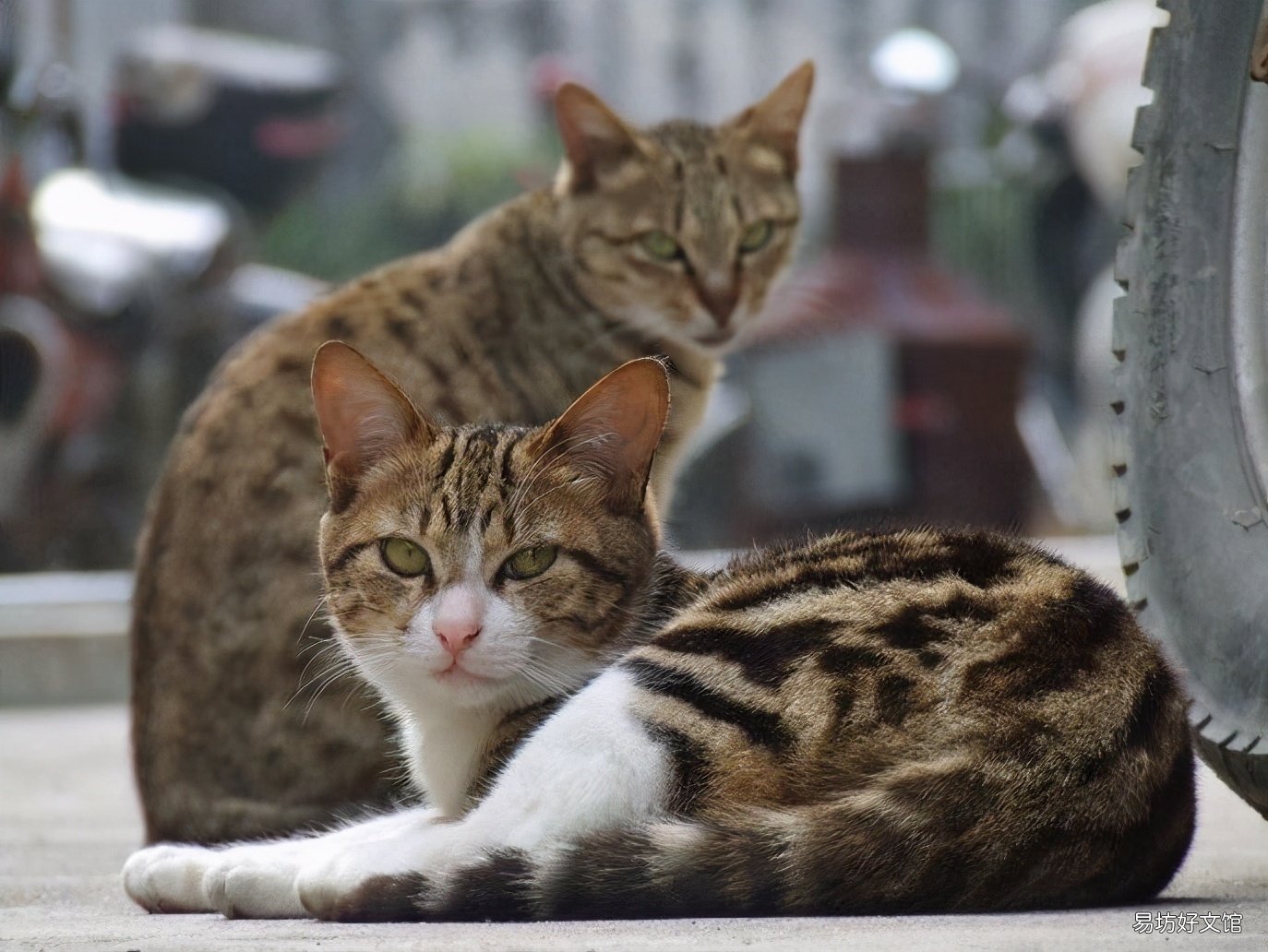 狸花猫的优缺点(狸花猫有什么特征)