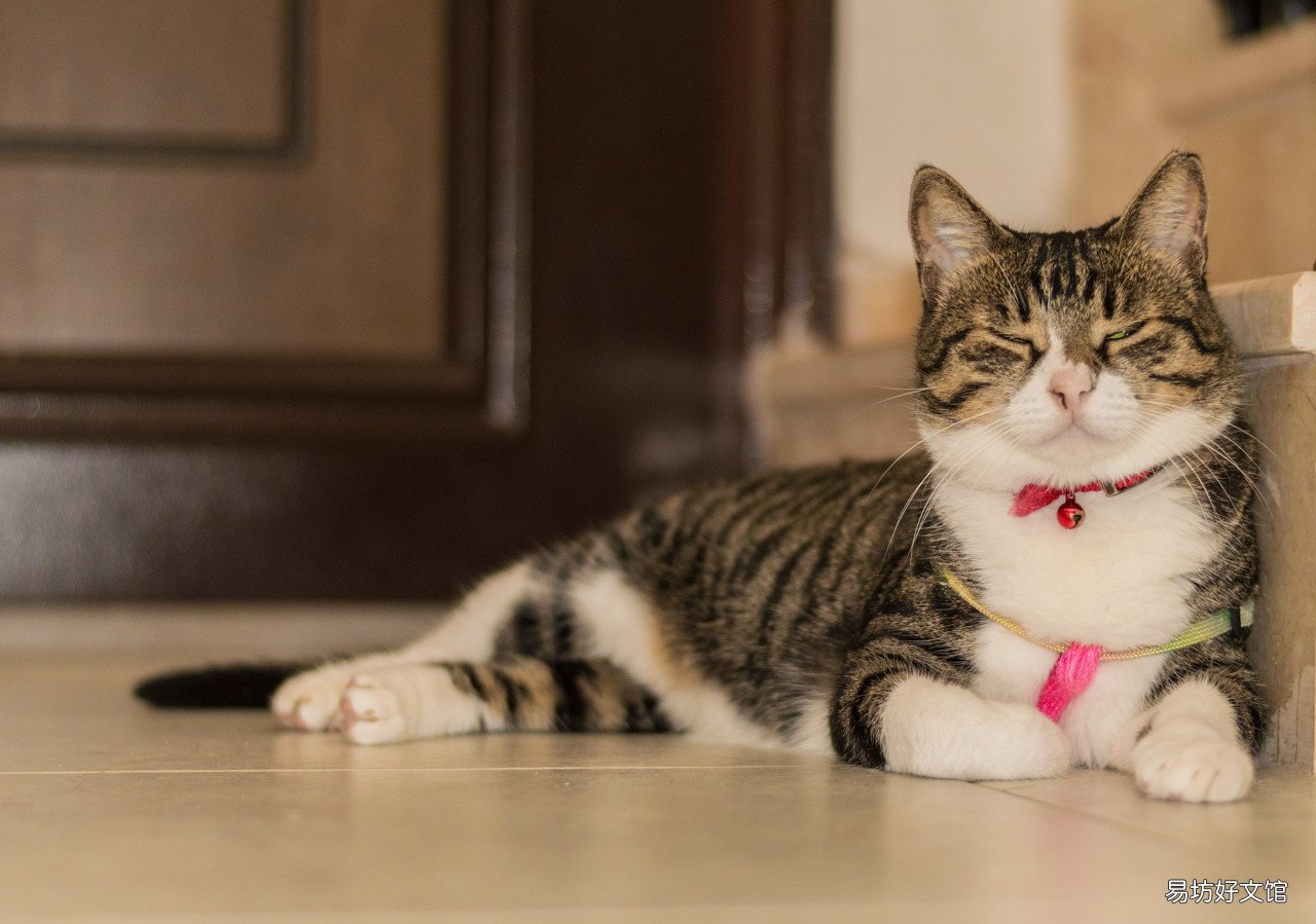 狸花猫的优缺点(狸花猫有什么特征)