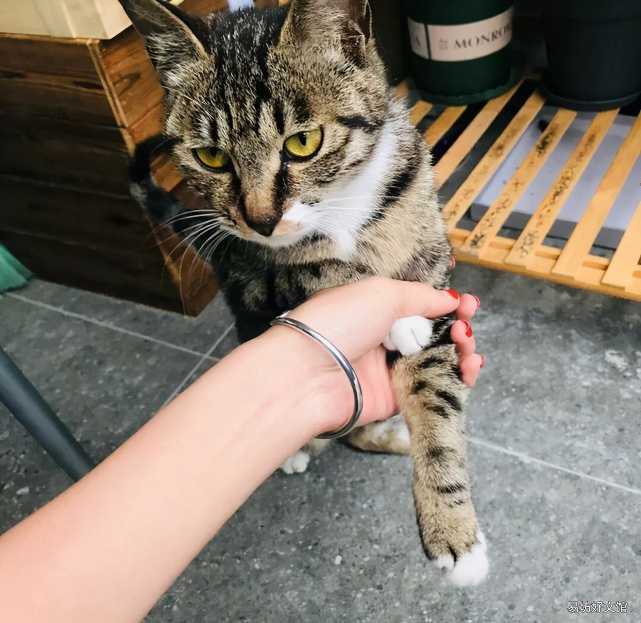 狸花猫的优缺点(狸花猫有什么特征)