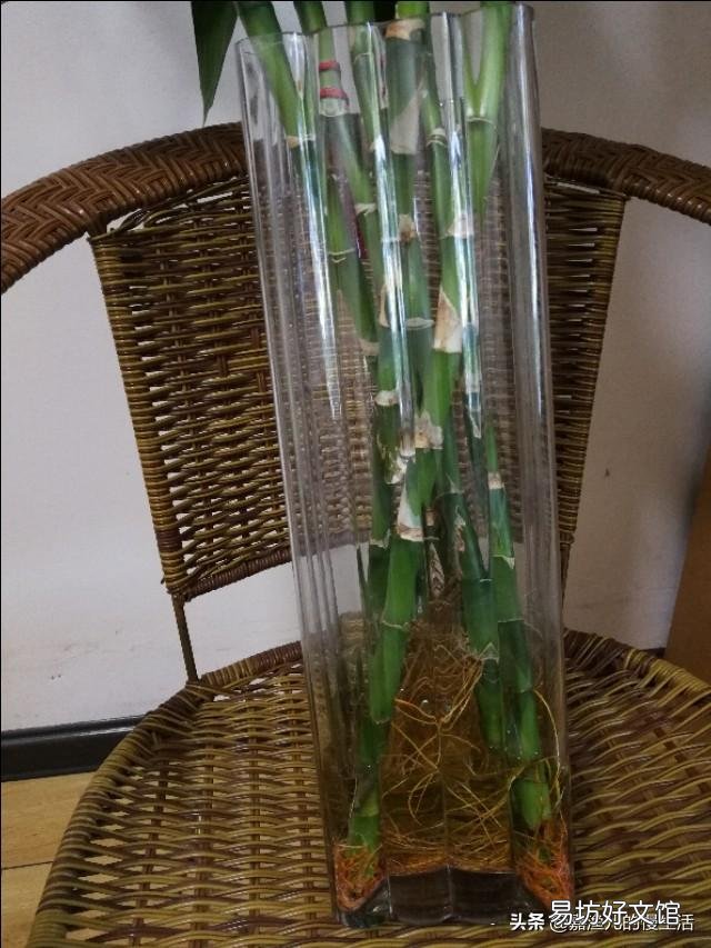 水培富贵竹生根以后要不要常换水?