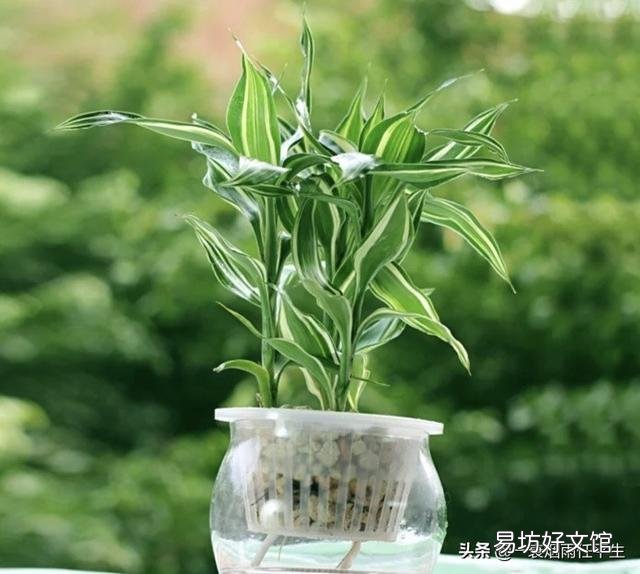 水培富贵竹生根以后要不要常换水?