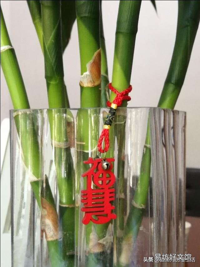 水培富贵竹生根以后要不要常换水?
