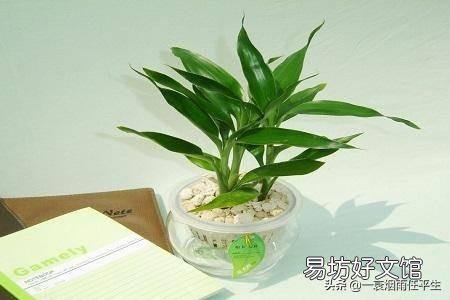 水培富贵竹生根以后要不要常换水?