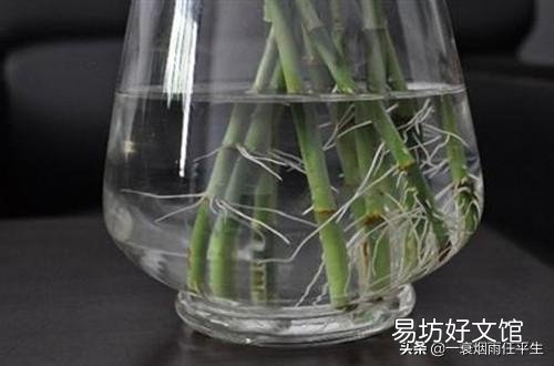 水培富贵竹生根以后要不要常换水?