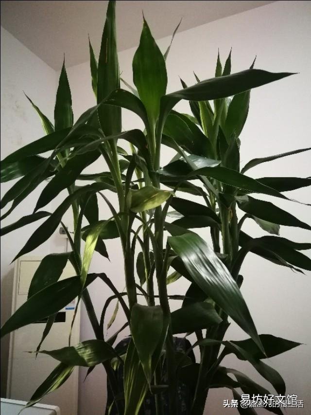 水培富贵竹生根以后要不要常换水?