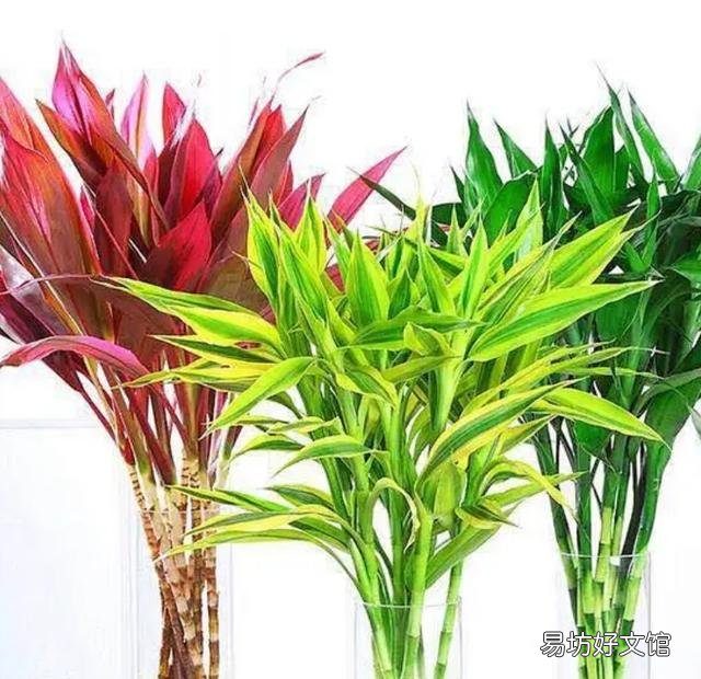 水培富贵竹生根以后要不要常换水?