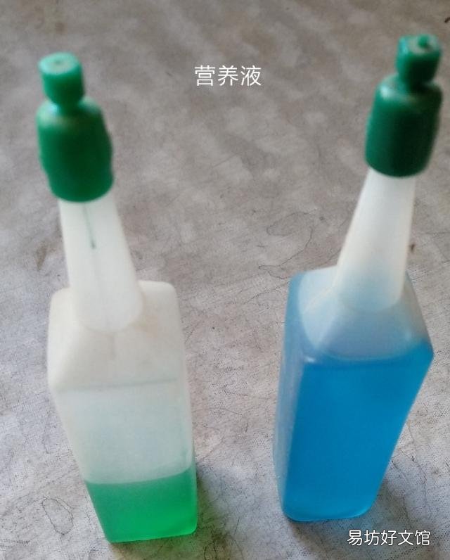 水培富贵竹生根以后要不要常换水?