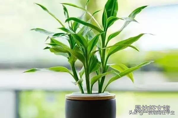 水培富贵竹生根以后要不要常换水?