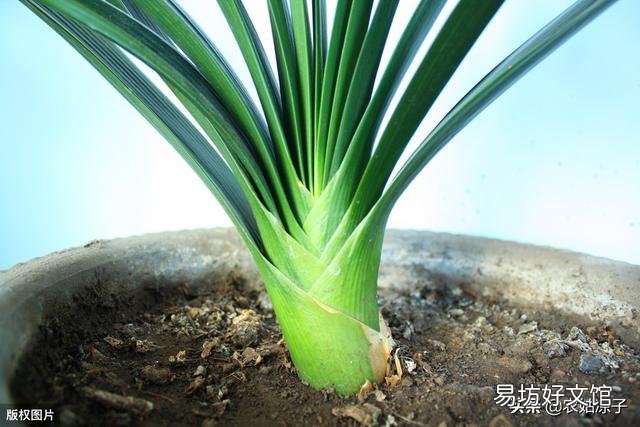 君子兰黄叶该怎么处理?