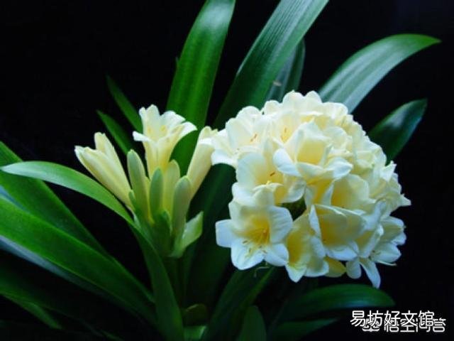 君子兰黄叶该怎么处理?