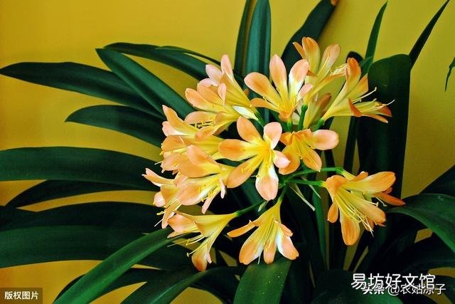 君子兰黄叶该怎么处理?