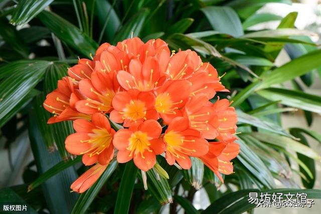 君子兰黄叶该怎么处理?