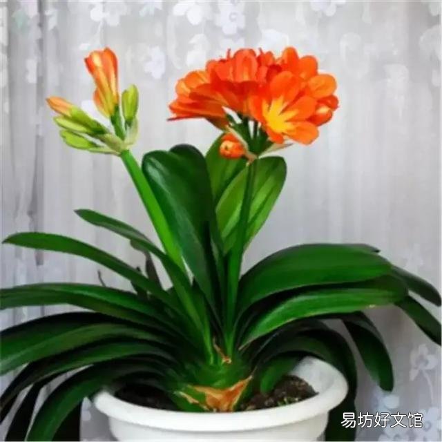 君子兰黄叶该怎么处理?